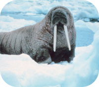 Walrus Picture