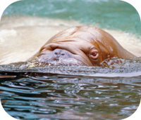 Walrus Face
