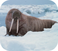 Walrus Photo